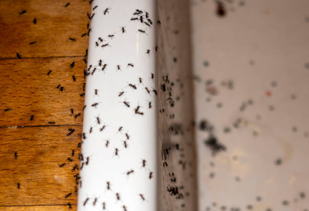 Best Pest Inspection Near Me  in Salem Lakes, WI